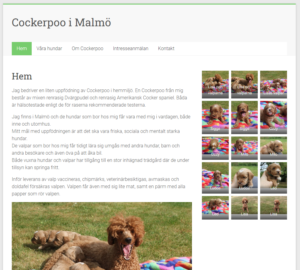 Cockerpoo Malmö